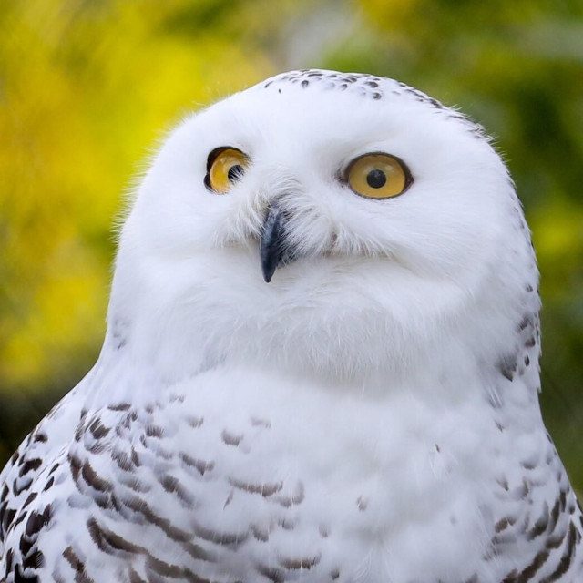 Snježna sova jedna je od onih koje su ugrožene