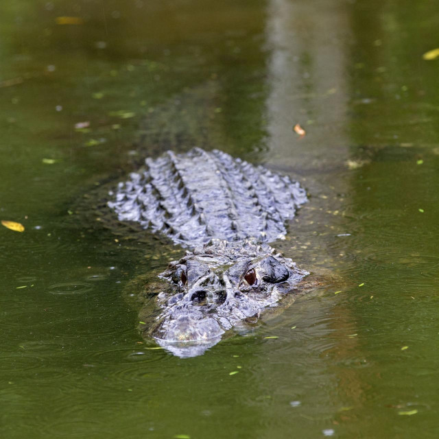 Ilustrativna fotografija