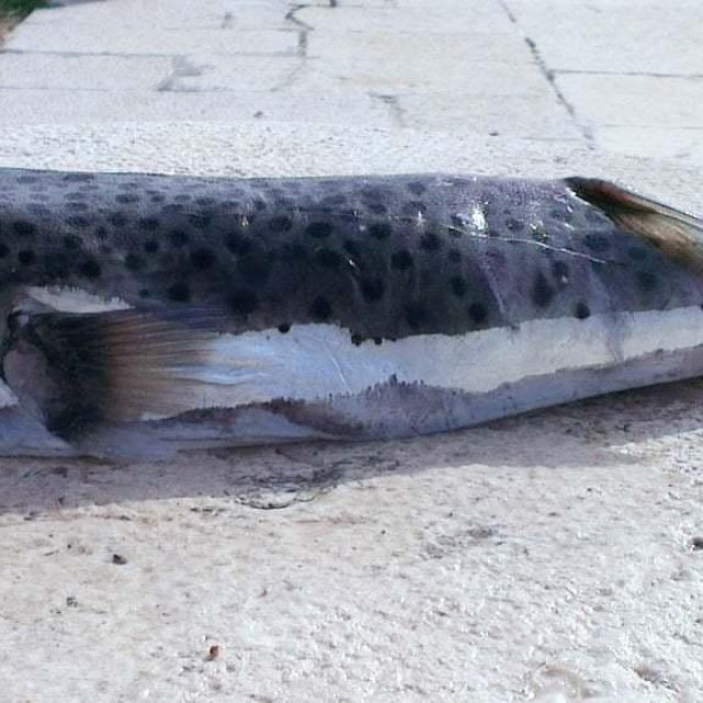 Srebrenopruga napuhača