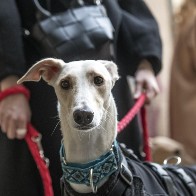 Ilustrativna fotografija