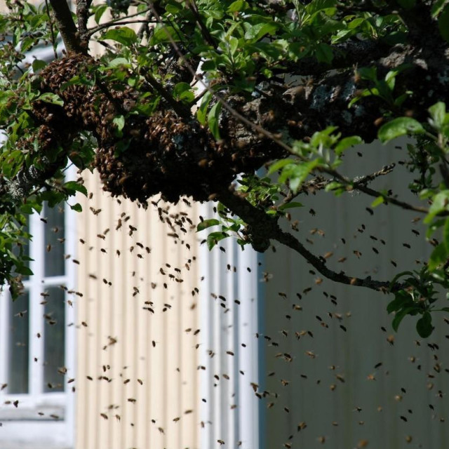 Ilustrativna fotografija