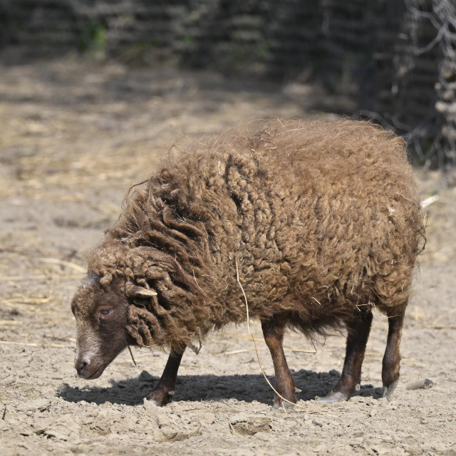 Ilustrativna fotografija