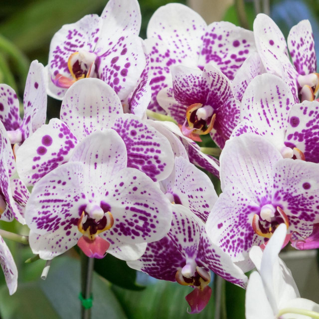 Orhideje jedne su od najpopularnijih sobnih biljaka zbog svoje elegancije