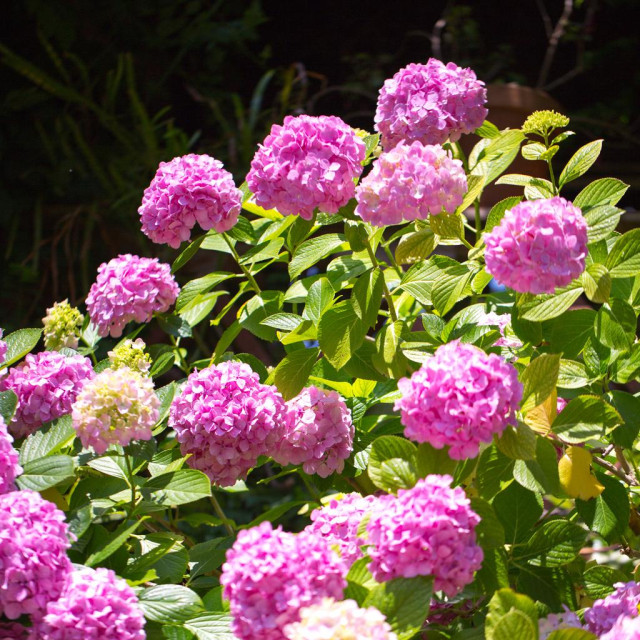 Pogledajte pažljivo lišće svoje hortenzije je li posvuda žuto?