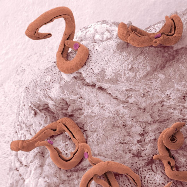 Paraziti koji uzrokuju šistomijazu