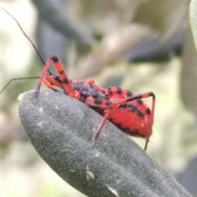 Rhynocoris iracundus