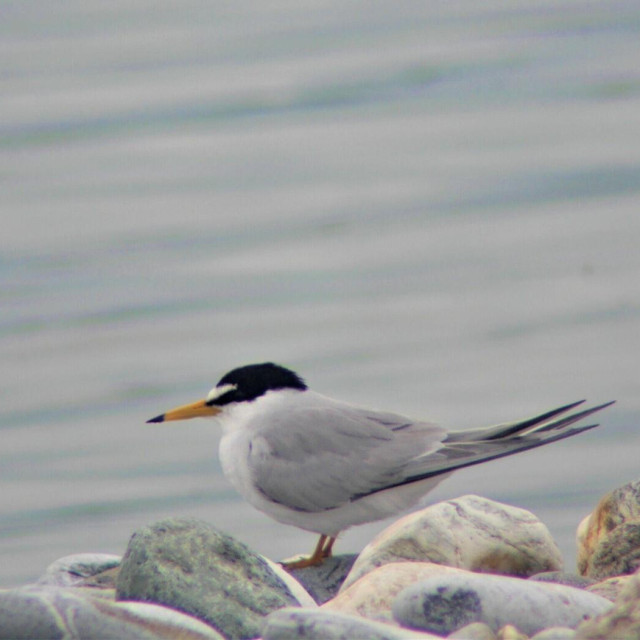 Image: 970901041, License: Rights-managed, Restrictions:, Model Release: no, Credit line: piemags/nature/Alamy/Profimedia