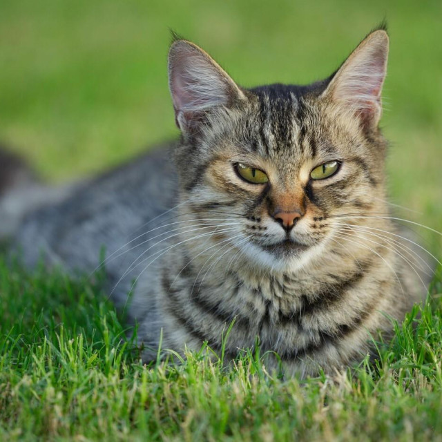 Ilustrativna fotografija