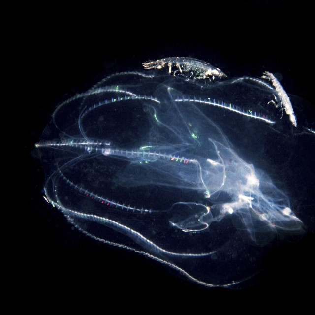 Ilustrativna fotografija