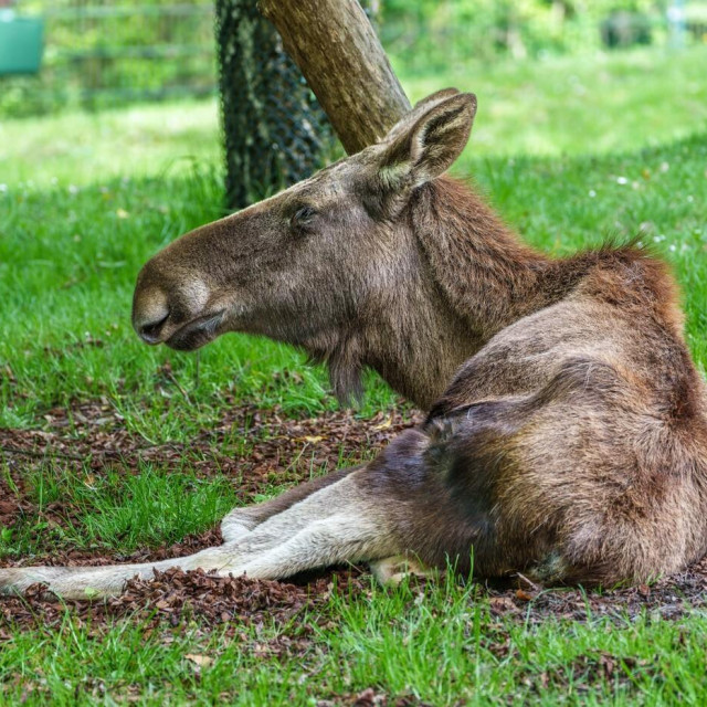 Ilustrativna fotografija