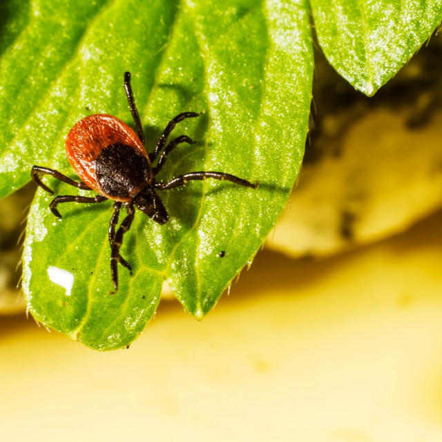 U borbi protiv krpelja koristite sva dozvoljenih sredstava