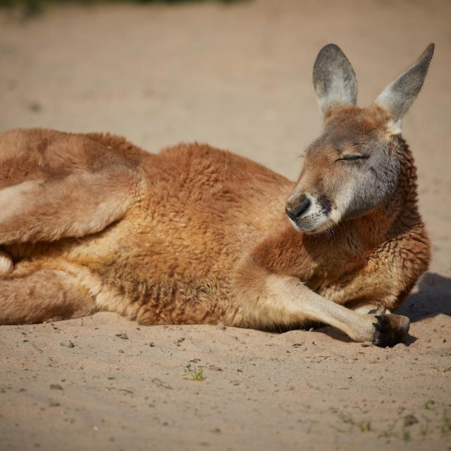 Ilustrativna fotografija