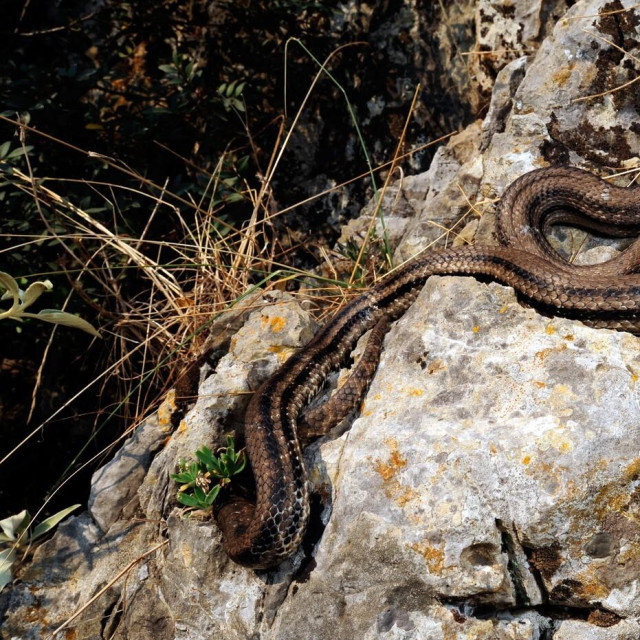 Ilustrativna fotografija