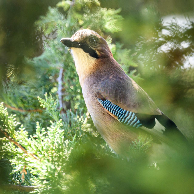Split, 290325.
Slobodan ulaz potaknuo je gradjane na razgledavanje Botanickog vrta na Marjanu.
Na fotografiji: Sojka, vrsta ptice iz porodice vrana, reda vrapcarki i podreda ptica pjevica.