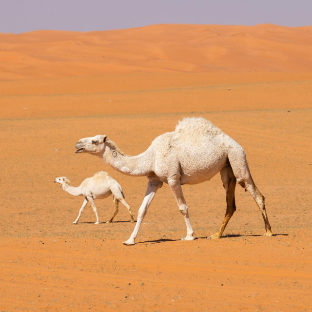 Saudijska Arabija, ilustracija