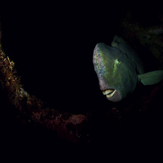 Ilustrativna fotografija