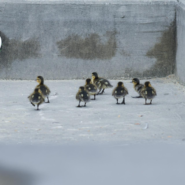 Ilustrativna fotografija