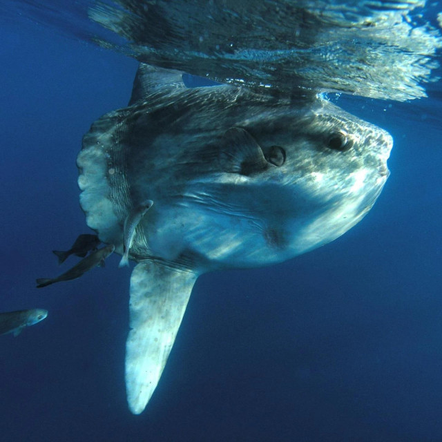 Naš Božo Vukičević je 2007. fotografirao bucnja između Galijole i Palagruže