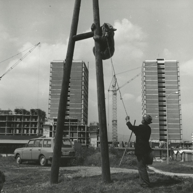 Medo na banderi na Savici