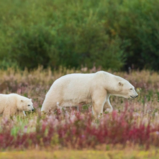 Medvjedi u Hudson Bayu, ilustrativna fotografija
