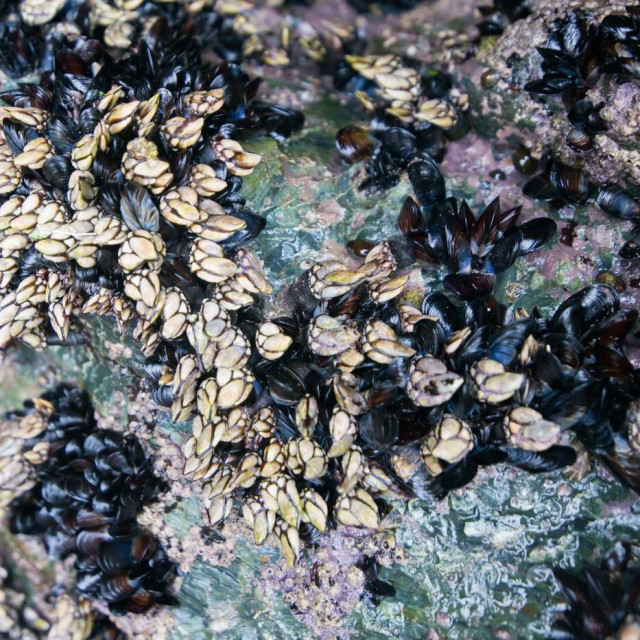 Ilustrativna fotografija