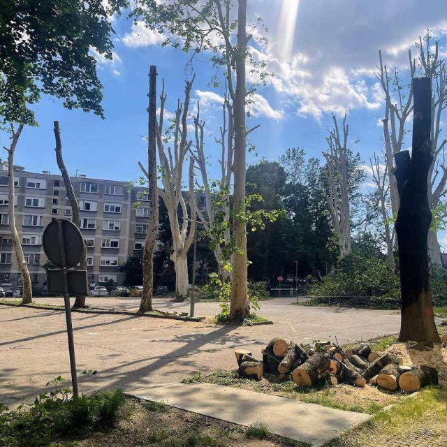Orezane platane kod Učiteljskog fakulteta