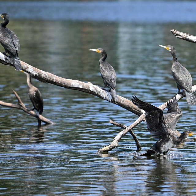 Ilustrativna fotografija