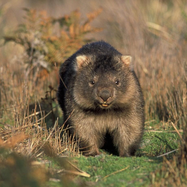 Vombt, ilustrativna fotografija