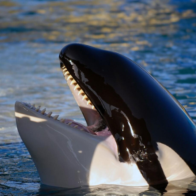 Orka, ilustrativna fotografija