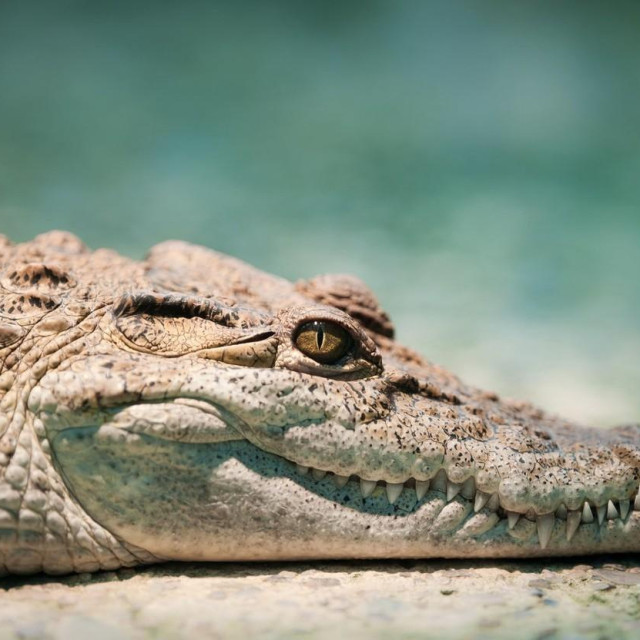 Ilustrativna fotografija