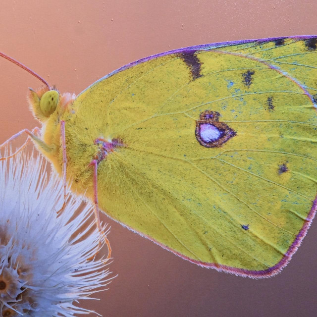 Ilustrativna fotografija