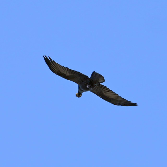 Bjeloglavi sup, ilustrativna fotografija