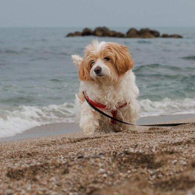 Ilustrativna fotografija