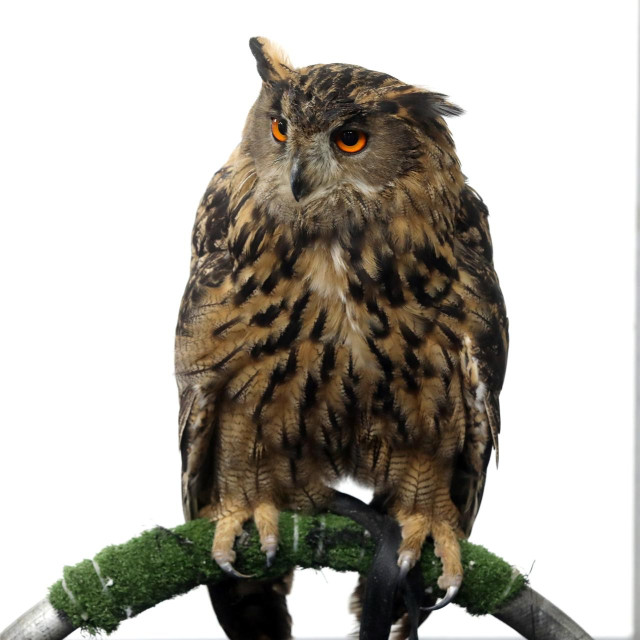 Ušara, ilustrativna fotografija