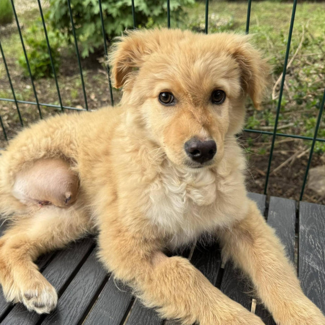 Pas Bliss, jedan od štićenika skloništa u Čakovcu