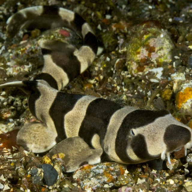 Brownbanded bamboo shark (Chiloscyllium punctatum) 