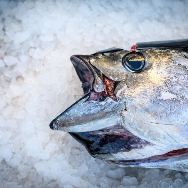 Biznis s tunom zapeo je u - Japanu