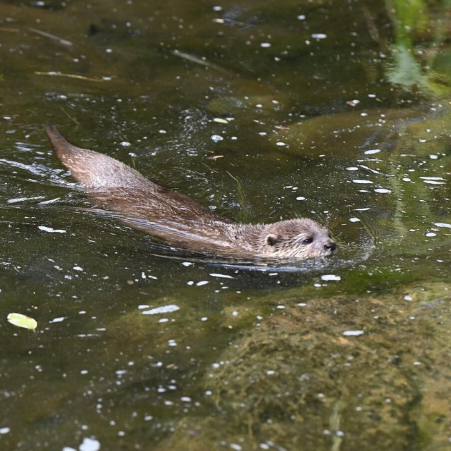 Mala azijska vidra može se vidjeti u ZOO vrtovima