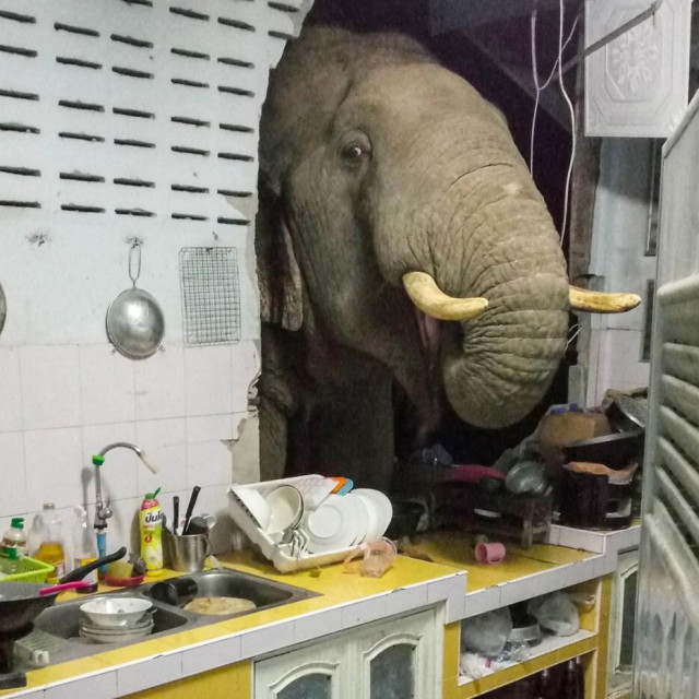 Slonovima u tom području nije strano da dolaze do ljudi kako bi našli hranu, ilustrativna fotografija