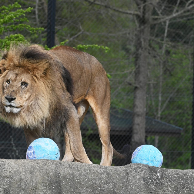 Prizor iz zagrebačkog ZOO, ilustrativna fotografija