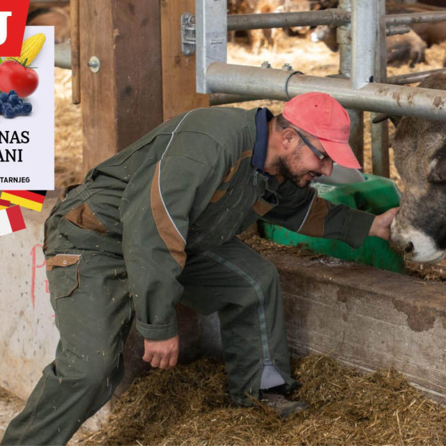 Ilustracija, farma Aubrac krava u vlasništvu Mladena Kušekovića