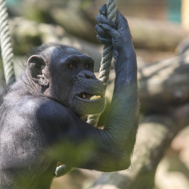 Čimpanza, ilustrativna fotografija