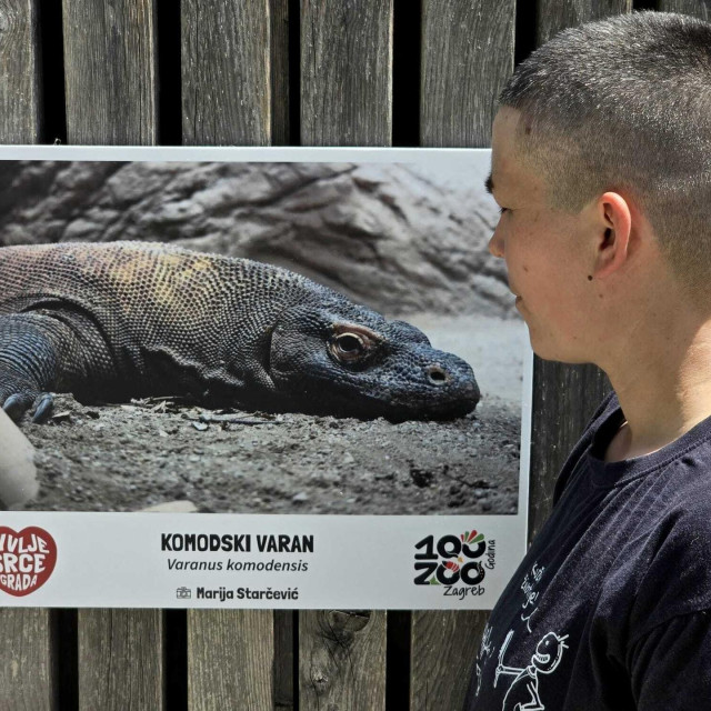 Marija Starčević gleda svoju fotografiju komodskog varana
 