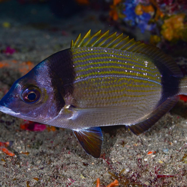 Ilustrativna fotografija