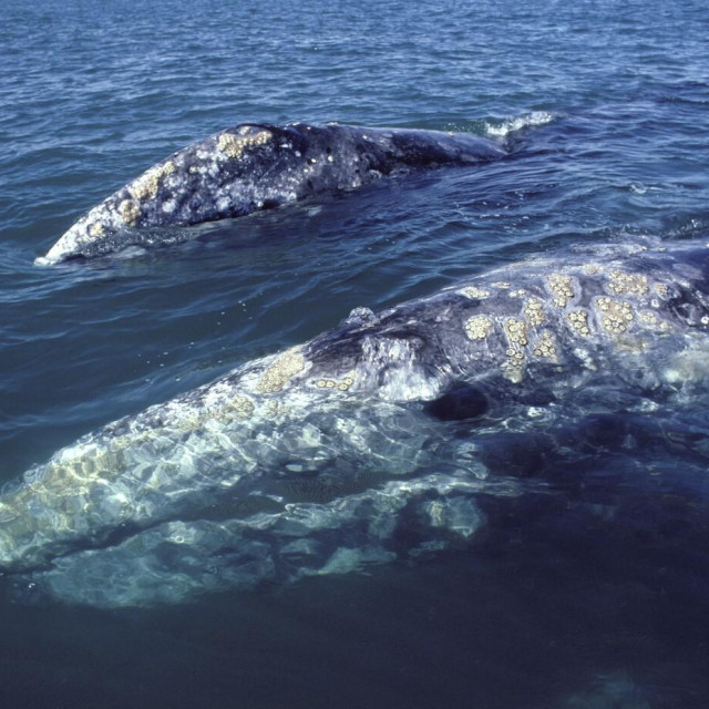 Sivi kitovi, ilustrativna fotografija