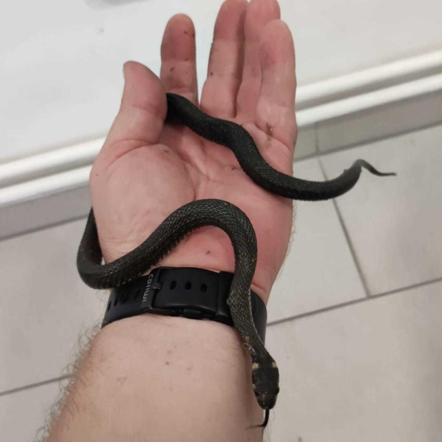 Ilustrativna fotografija