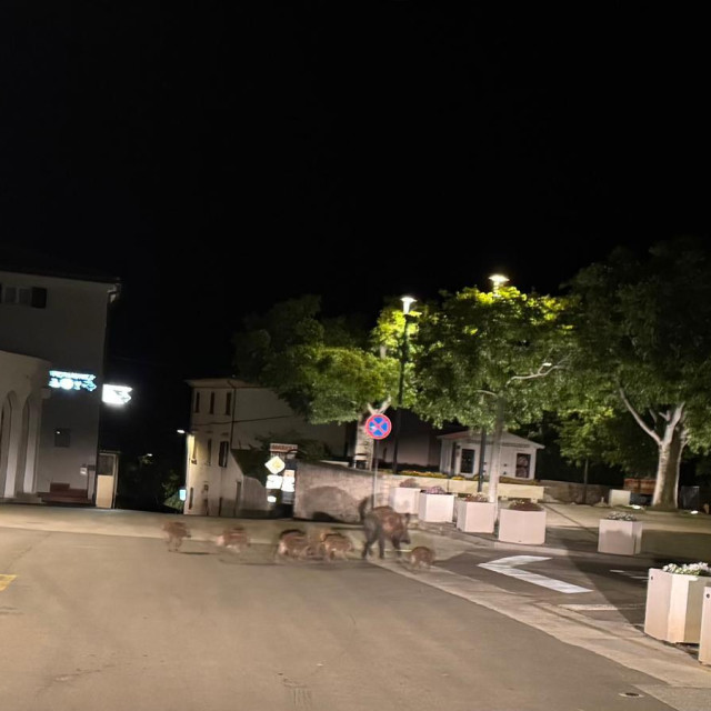 Divlje svinje u Premanturi,