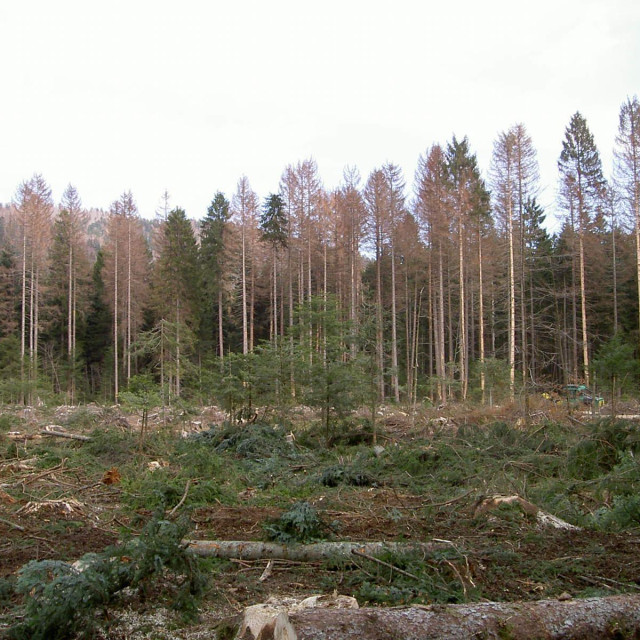 potkornjak u Gorskom Kotaru