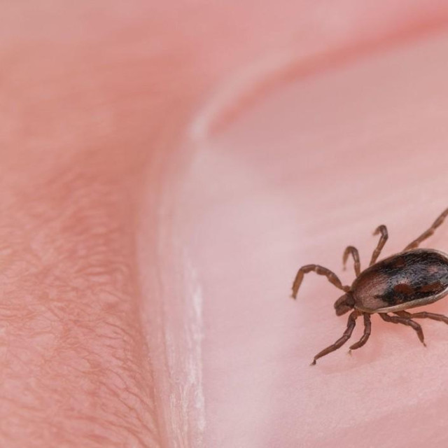 Krpelj, Ilustrativna fotografija