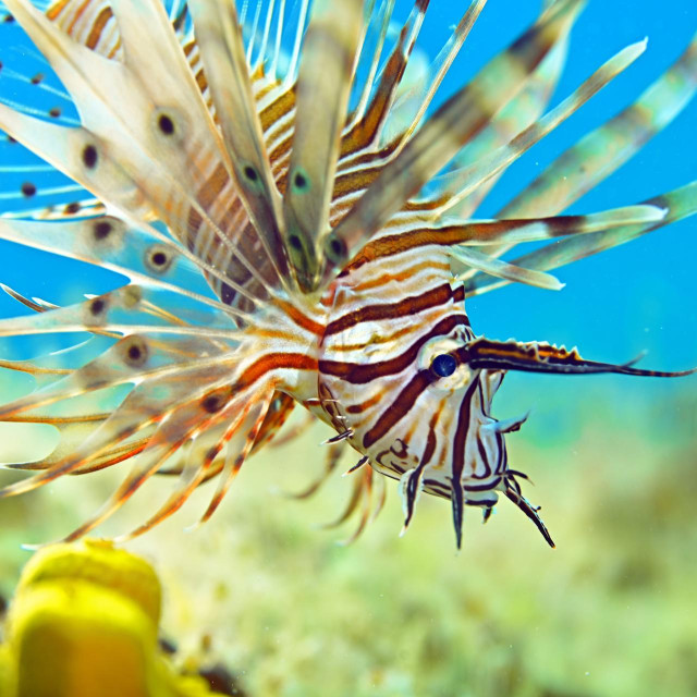 Ilustrativna fotografija vatrenjače, jedne od invazivnih vrsta u našem moru
 